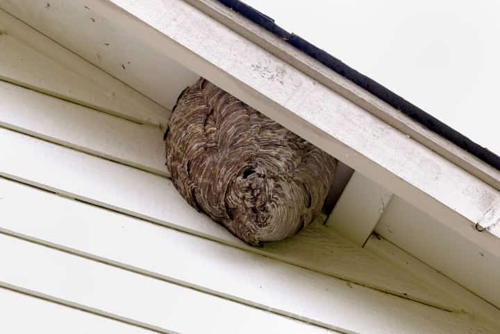 pest control glendale